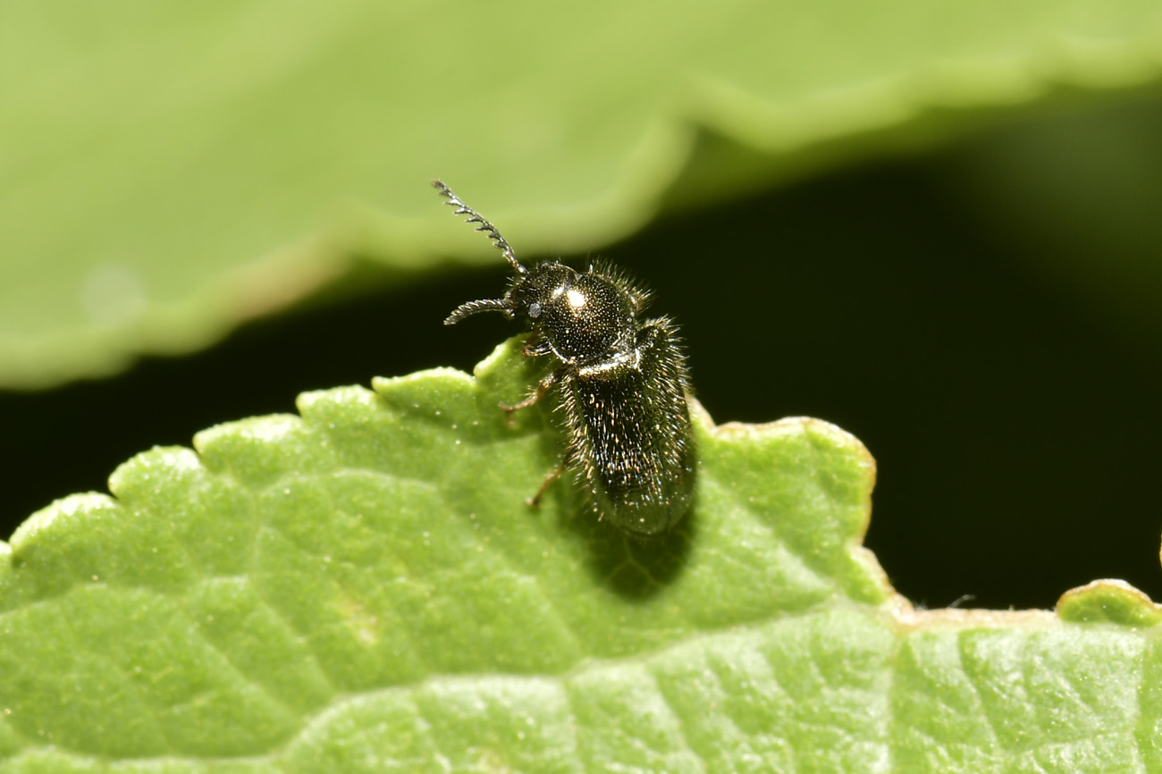 Dasytidae: Aplocnemus sp? S. A. chalconatus